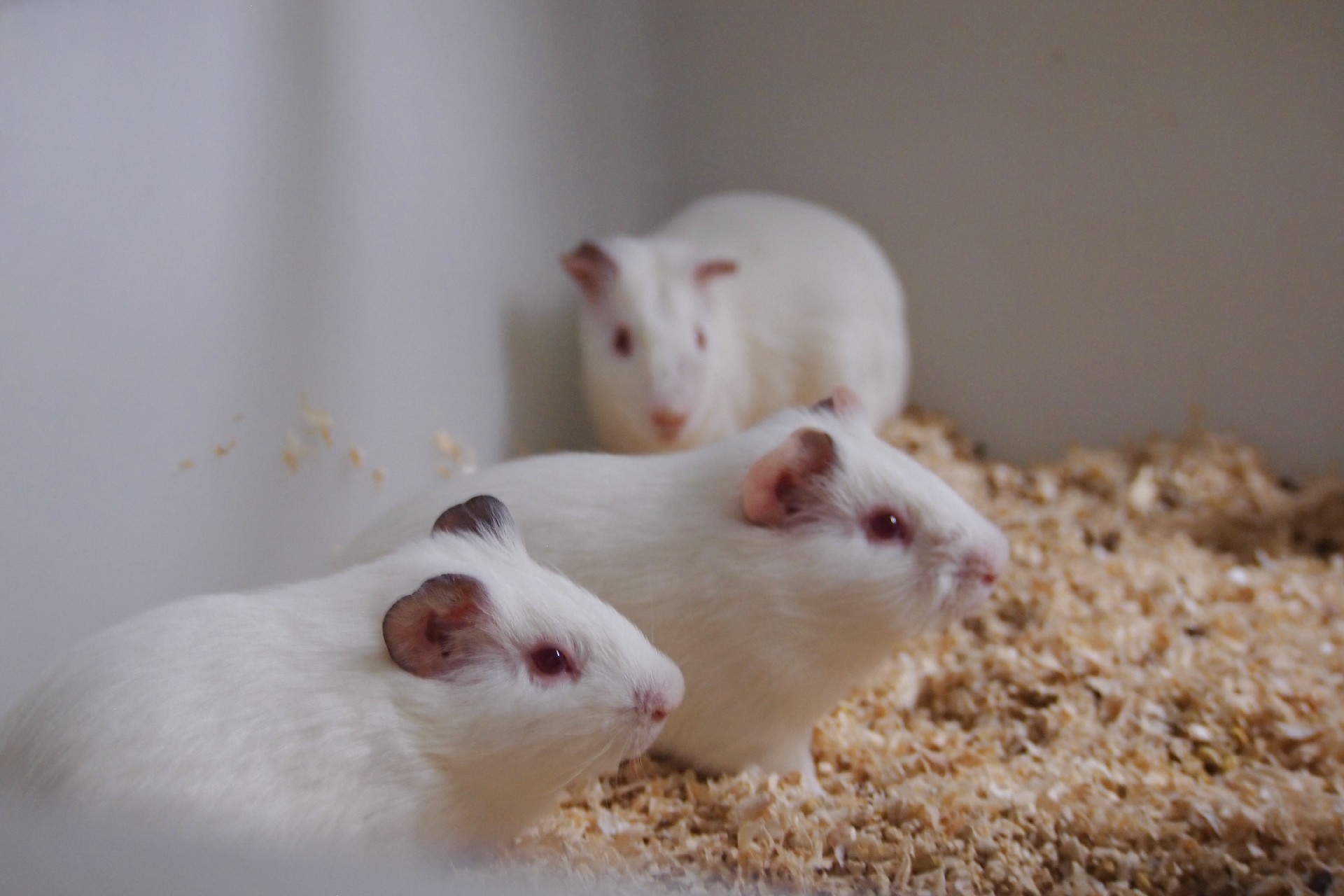 临床前动物试验